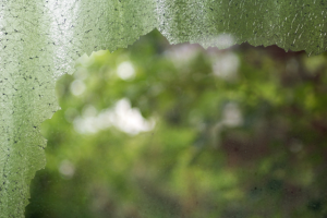 how residential tint can help prevent glass breakage